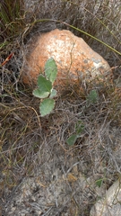 Arctotis angustifolia