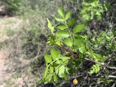 Bursera laxiflora