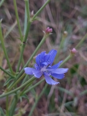 Cichorium