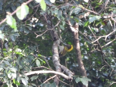 Chrysophlegma flavinucha