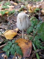 Coprinopsis atramentaria