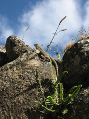 Stenocercus crassicaudatus