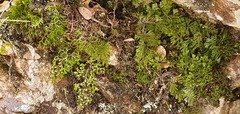 Hymenophyllum multifidum