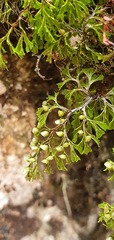 Hymenophyllum multifidum