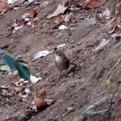 Pellorneum ruficeps