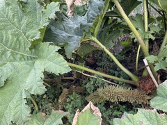 Gunnera tinctoria
