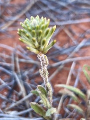 Ptilotus polystachyus