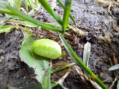 Apoda limacodes