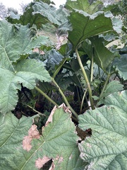 Gunnera tinctoria