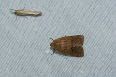 Agrochola pistacinoides