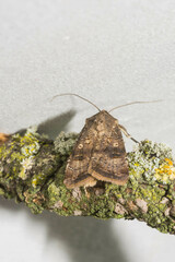 Agrotis trux
