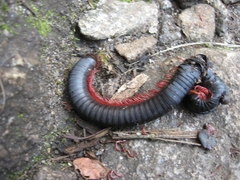 Diplopoda