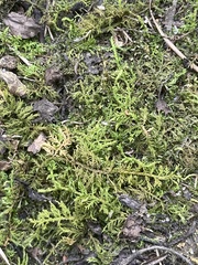 Thuidium