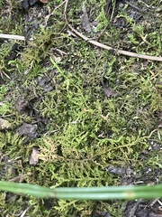 Thuidium
