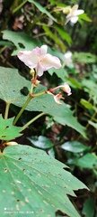 Begonia palmata