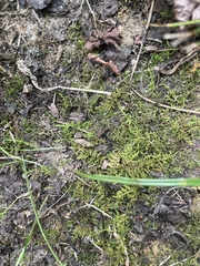 Thuidium