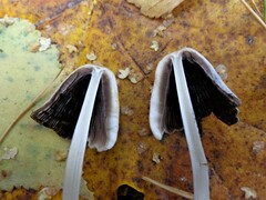 Coprinopsis atramentaria