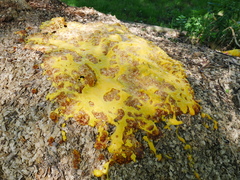 Fuligo septica