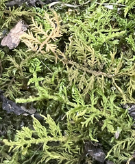 Thuidium