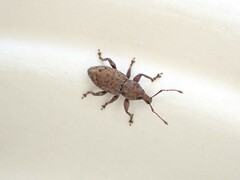 Chalepistes compressus