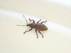 Chalepistes compressus