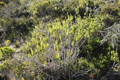 Senecio sarcoides