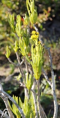Senecio sarcoides