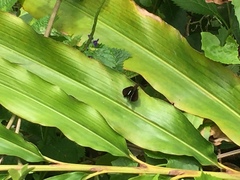 Notocrypta paralysos varians