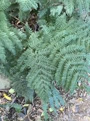 Leptopteris hymenophylloides