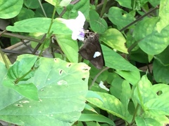 Notocrypta paralysos varians