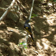 Pericrocotus flammeus