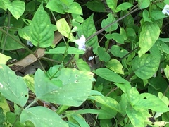 Notocrypta paralysos varians