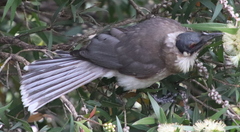 Philemon corniculatus