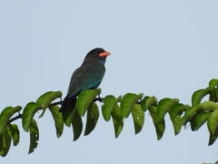 Eurystomus orientalis