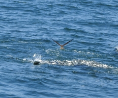 Onychoprion anaethetus