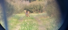 Axis porcinus
