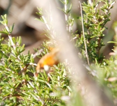 Macroglossum trochilus