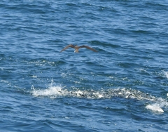 Onychoprion anaethetus