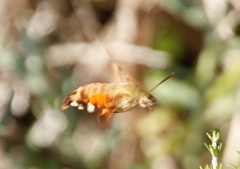 Macroglossum trochilus