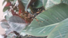 Trichonephila plumipes