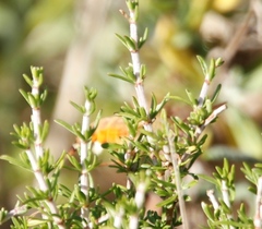 Macroglossum trochilus