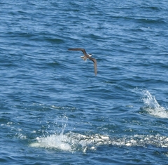 Onychoprion anaethetus