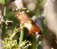 Macroglossum trochilus