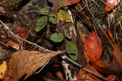 Desmodium rhytidophyllum