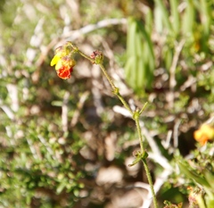 Macroglossum trochilus