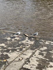 Chroicocephalus ridibundus