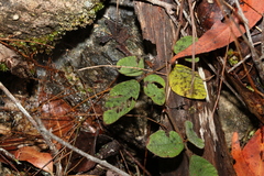 Desmodium rhytidophyllum