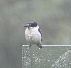 Todiramphus macleayii