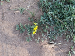Crotalarieae