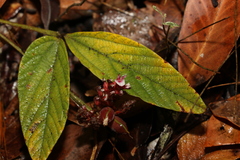 Flemingia parviflora